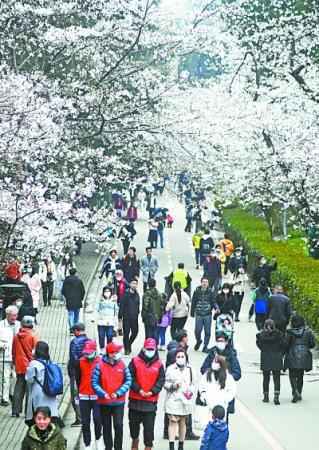  武汉大学樱花盛放迎客 本周末“医护专场”1.3万人已预约